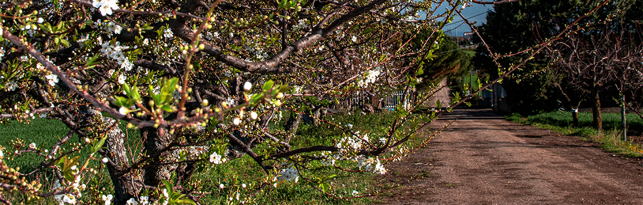 1primavera.jpg