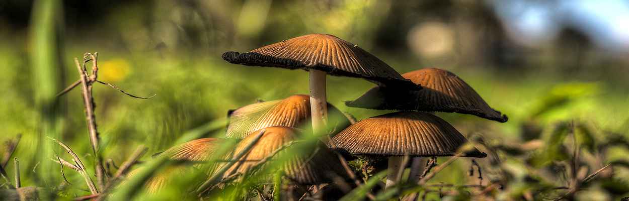 _DSC1268